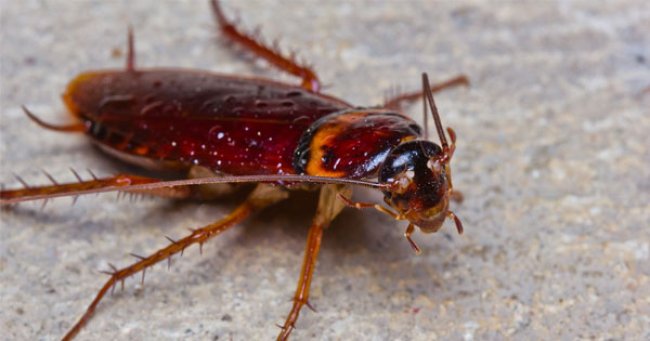 บริการป้องกัน-กำจัดแมลงสาบ ในเขตชลบุรี ที่จะทำให้บ้านของคุณปลอดภัยจากแมลงสาบ